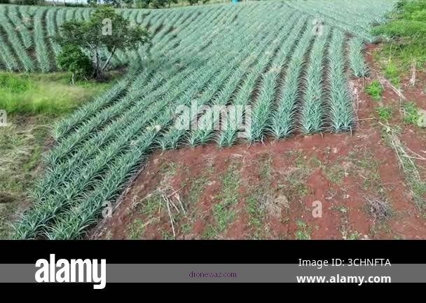 Drone Pineapple Inspection Aerial View Drone Inspections Pineapple Buying - drone inspections pineapple buying deals reviews hightechinspecegtr