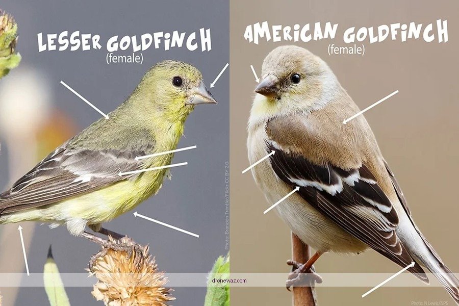 Goldfinch Quadcopter Drone Comparison Table Goldfinch Quadcopter Drone Competitors - goldfinch quadcopter drone review