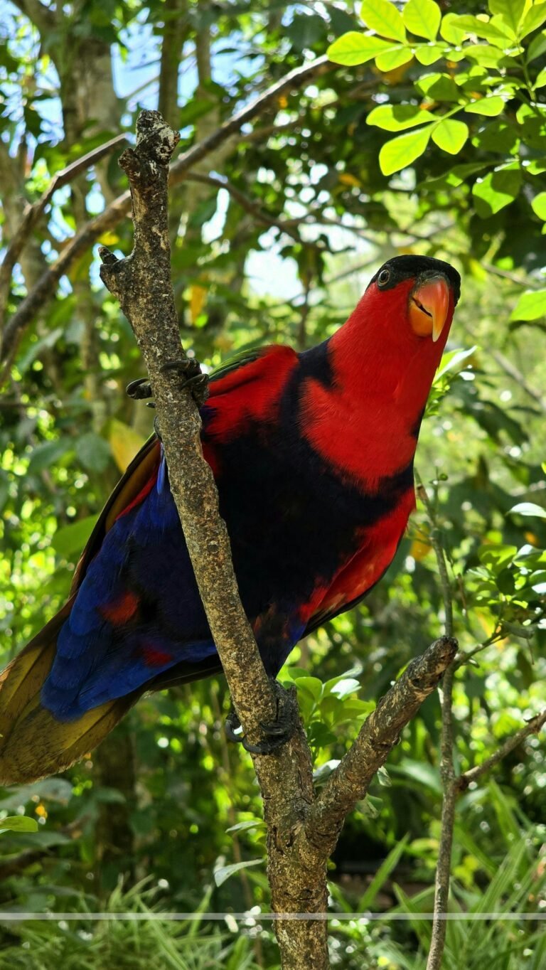 Parrot Anafi Logo