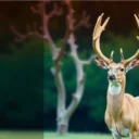 DEERC vs SIMREX: Which One to Choose?